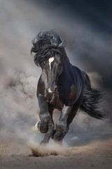 Black stallion run on desert dust against dramatic background - obrazy, fototapety, plakaty