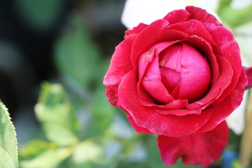 Beautiful roses is blooming in the garden