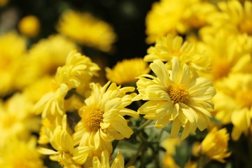 Chrysanthemum morifolium is beautiful in the garden