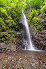 Fototapeta premium 奥多摩 白糸の滝