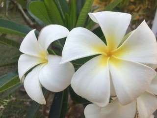 Colorful frangipani flowers, exotic colors, beautiful frangipani flowers or frangipani On a green leaf background Thai spa and flower therapy  