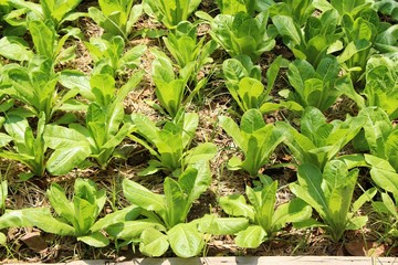 fresh lettuce hydroponics for health in garden