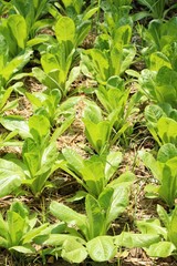 fresh lettuce hydroponics for health in garden