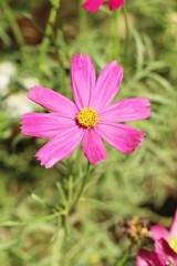 Fototapeta premium Beautiful cosmos colorful flowers in the garden