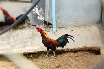 Fighting cock with the nature in garden © seagames50