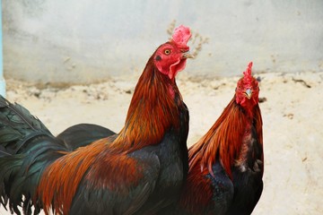 Fighting cock with the nature in garden