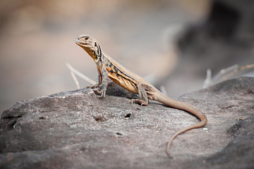 Iguana ,Thai Iguana ,Asian iguana