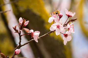 cherry blossom