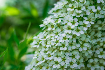 Blooming spirea on a spring