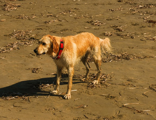 Hund mit rotem Halsband
