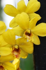 Obraz na płótnie Canvas Orchid flower is beautiful in the garden