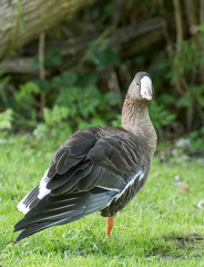 Pygmy Goose stands on one leg in a meadow