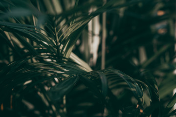 Blurred tropical green leaf background, Dark tone theme.