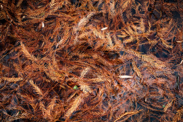 Cypress Sheds in Water.