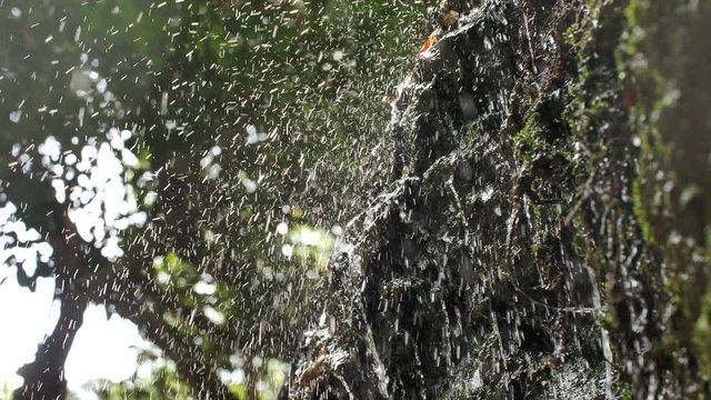 Natural Pure Water Flowing and Splashes Surrounded by Greenery