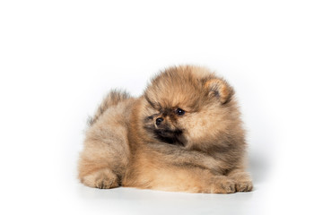 Obraz premium Spitz puppy on white background.