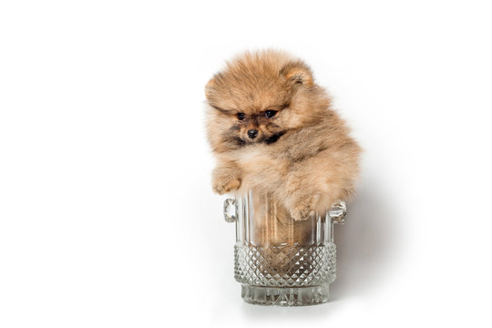 Cute spitz puppy in a beer glass on a white background.