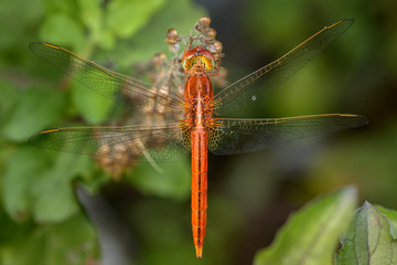 Close-up red dragonfly on Holy basil tree  in natural  background