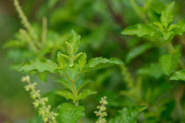 beautiful green color leaves and flowers Ocimum Tenuiflorum also known as holy basil or Tulsi, Tulasi in Thailand