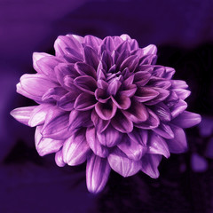purple flower