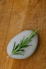 A sprig of rosemary, a fragrant herb used in cooking which is also credited with having medicinal properties.