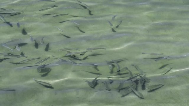 School of fish in clear, shallow rippling water.