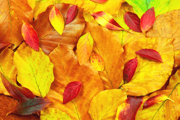 Autumn Leaves.
