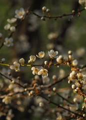 Die ersten Kirschblüten