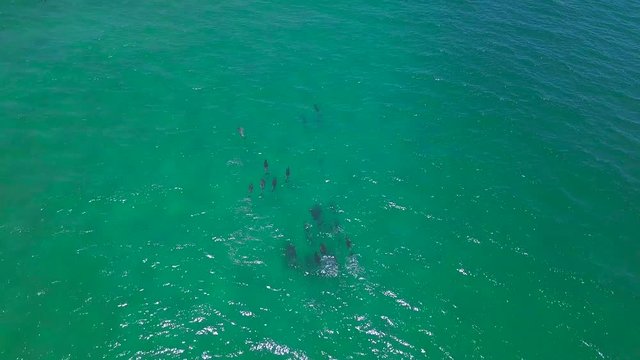 Top down shot of large group of bottle nose dolphins playing in the waves.