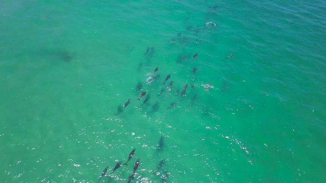 Top down shot of a large group of bottle nose dolphins playing in the waves.