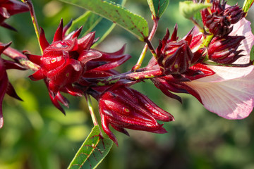 close up of fresh Roselle on tree in the garden