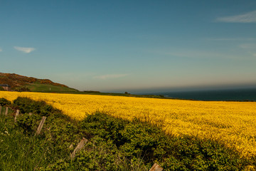 Obraz premium champ de colza 