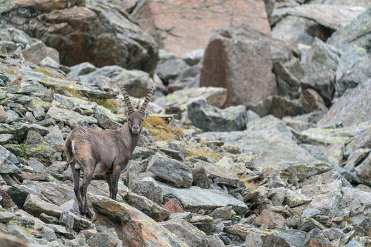 Wildlebender Alpensteinbock (Capa) in den Stubaier Alpen