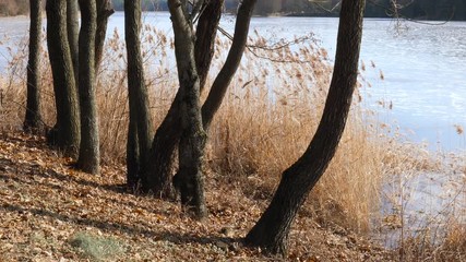 Spring. swamp tall grass swaying in the wind.