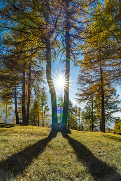 Herbst im L&auml;rchenwald mit Sonnenstern