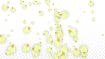 Vector Realistic Pink Petals Falling on Transparent Background.  Spring Romantic Flowers Illustration. Flying Petals. Sakura Spa Design. Blossom Confetti.