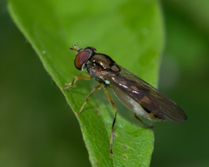 Hoverfly