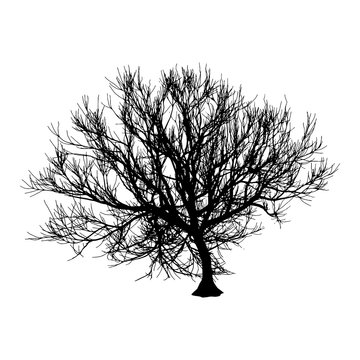 Black dry tree winter or autumn silhouette on white background.  illustration