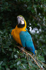 africa macaw on tree
