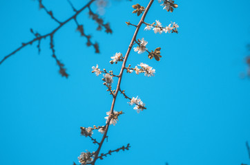 Spring flowers