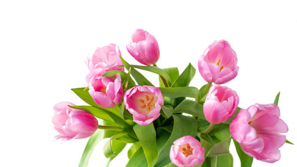 Pinkfarbene Tulpen isoliert vor weißem Hintergrund