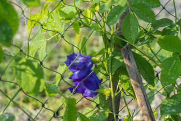 close up of fresh Pea flowers in the garden