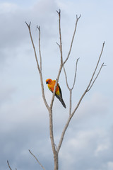 africa macaw on tree