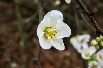 Chinese Quince Flowers in Bloom in Winter