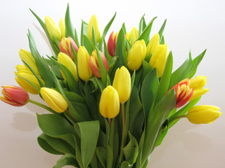 Tulip-spring flower a symbol of awakening and the beginning of life