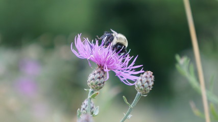 Bees staying in the flowers.