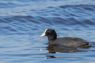 Coot swimming (Fulica atra) Close up Eurasian Coot