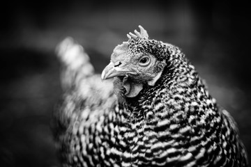 Close up of hen