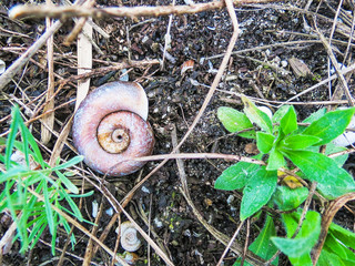 Spiral shell, plants and dry branches on the soil.