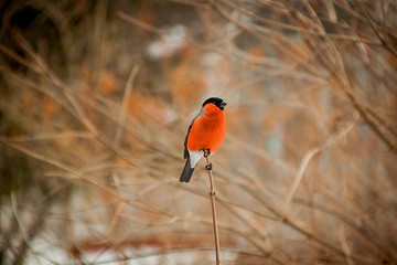 Bullfinch sitting on tree branch
